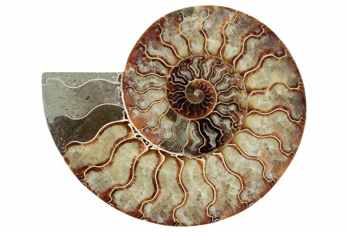Cut & Polished Ammonite Fossil (Half) - Madagascar #212938